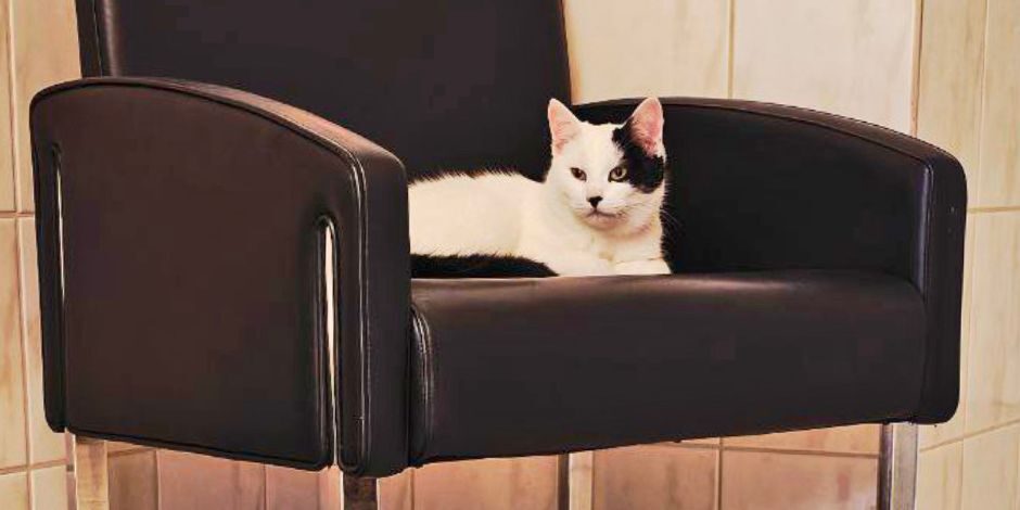 MPG_BLA_Katze_940x470